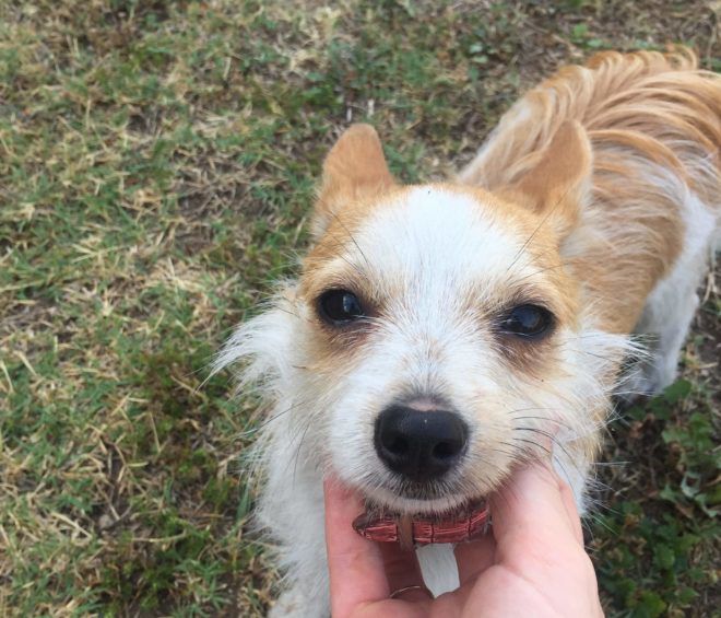 long haired tan chihuahua