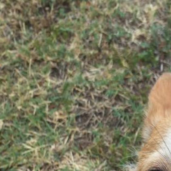 Found In Highland Park Cream Tan Long Haired Chihuahua Mix Puppy