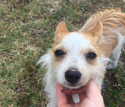 Found In Highland Park Cream Tan Long Haired Chihuahua Mix Puppy