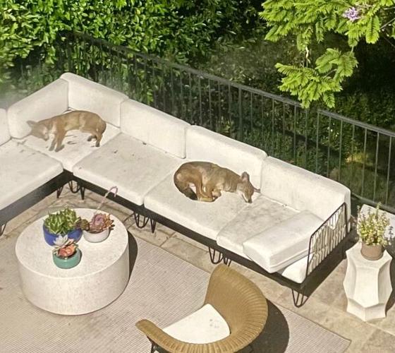 Coyotes sleeping on a couch in Los Feliz
