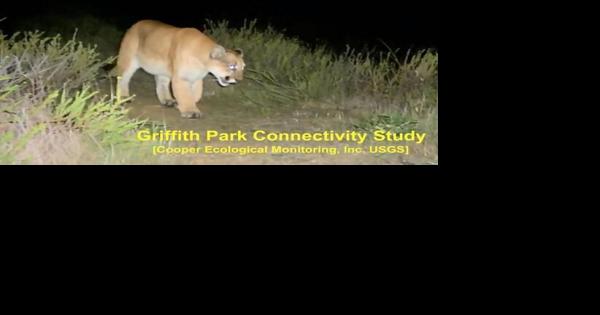 Sunday Story: An appreciation of a mountain lion named P-22 - Vimarsana News