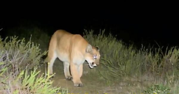 An appreciation of a mountain lion named P-22 | Daily Digest Morning Edition