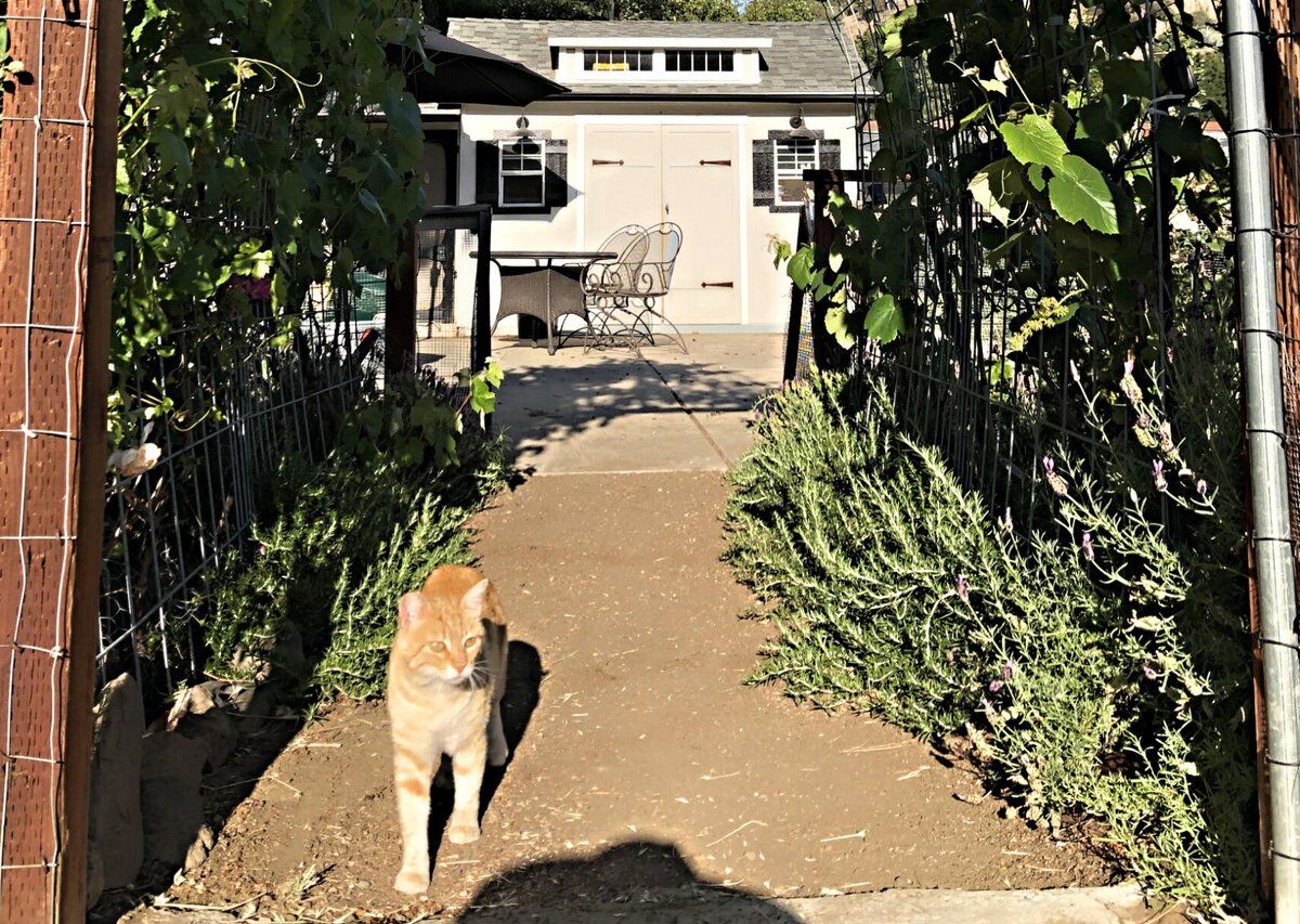 Atwater Village rescue group seeks jobs for working cats | Atwater Village  News | theeastsiderla.com