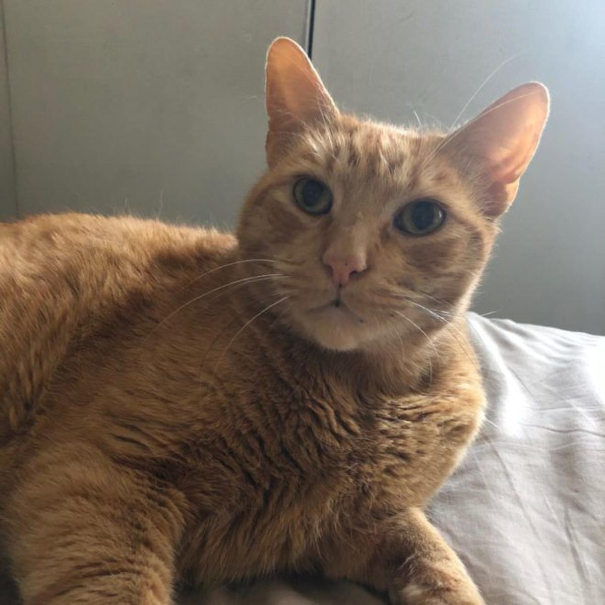lost in elysian heights orange tabby
