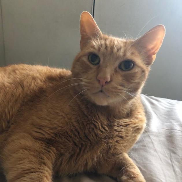 Lost in Elysian Heights: Orange Tabby Cat – Adult Male | Pets And Wildlife