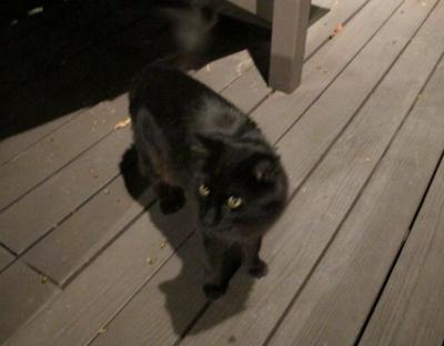 Found In Silver Lake Found Sweet Fluffy Black Cat Pets And