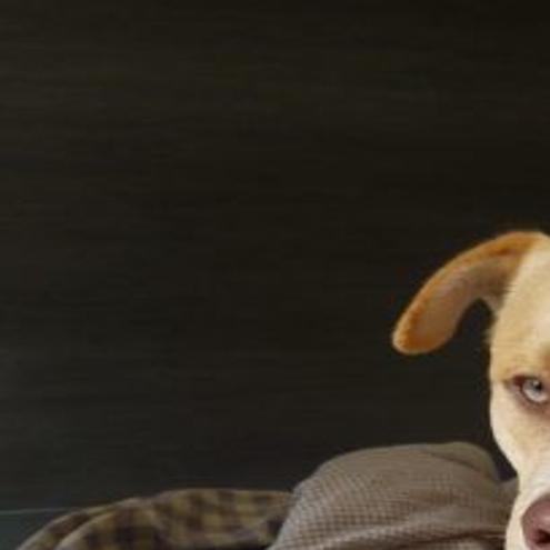 echo park tan pit bull mix dog
