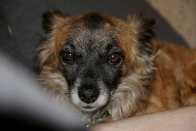 Lost In Silver Lake Long Haired Chihuahua Mix Named Monster