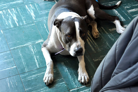 silver lab pit mix