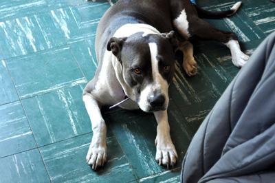 brown and white lab pitbull mix went