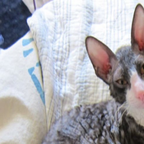 Lost In Elysian Heights Grey Cornish Rex Cat Pets And Wildlife