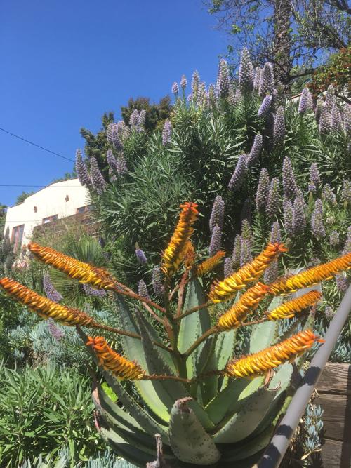 Echo Park succulent in bloom