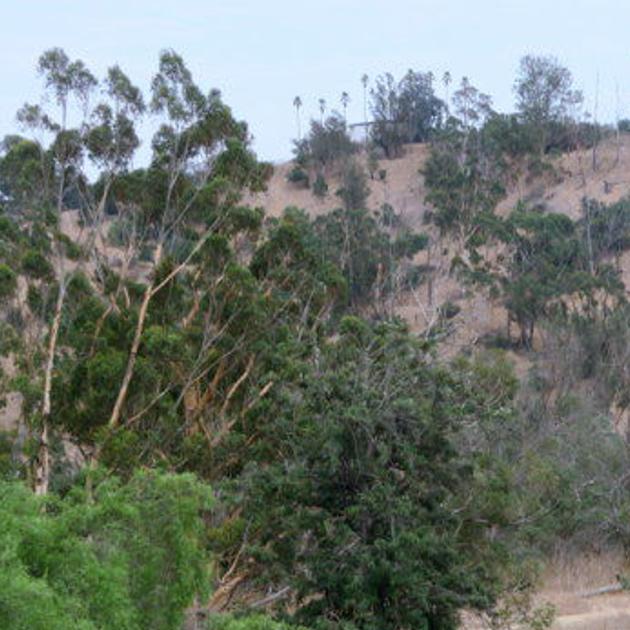 Rangers Return To Elysian Park After A Decade Long Absence Archives Theeastsiderla Com Elysian park is a popular dog friendly hike in los angeles. rangers return to elysian park after a