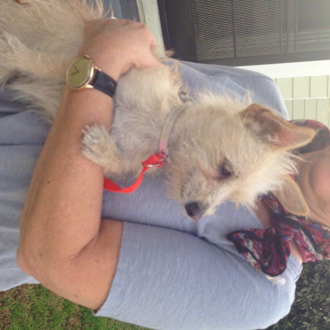 norwich terrier chihuahua mix