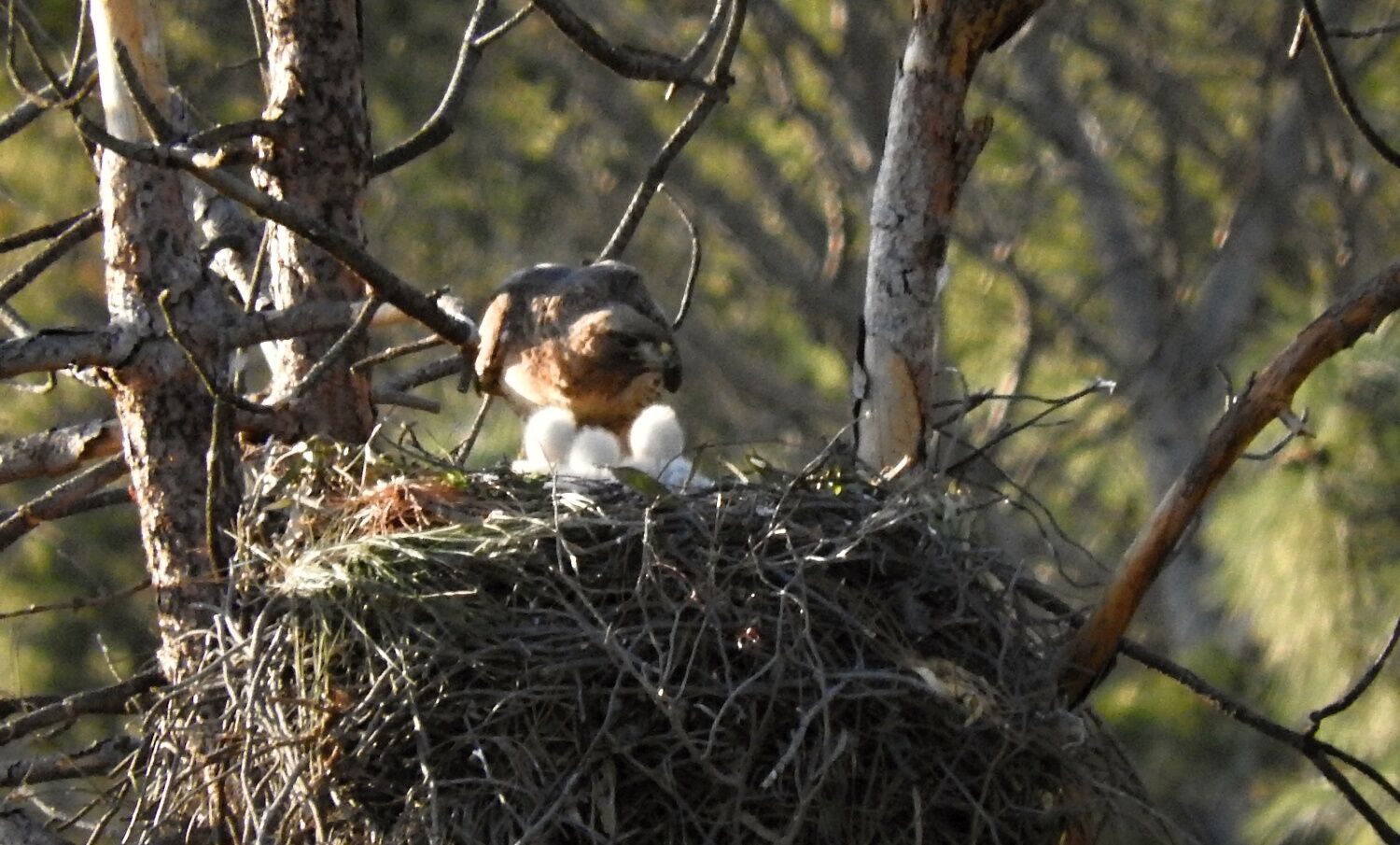 Raptor nests survive wildfires in Eagle Rock Eagle Rock News theeastsiderla