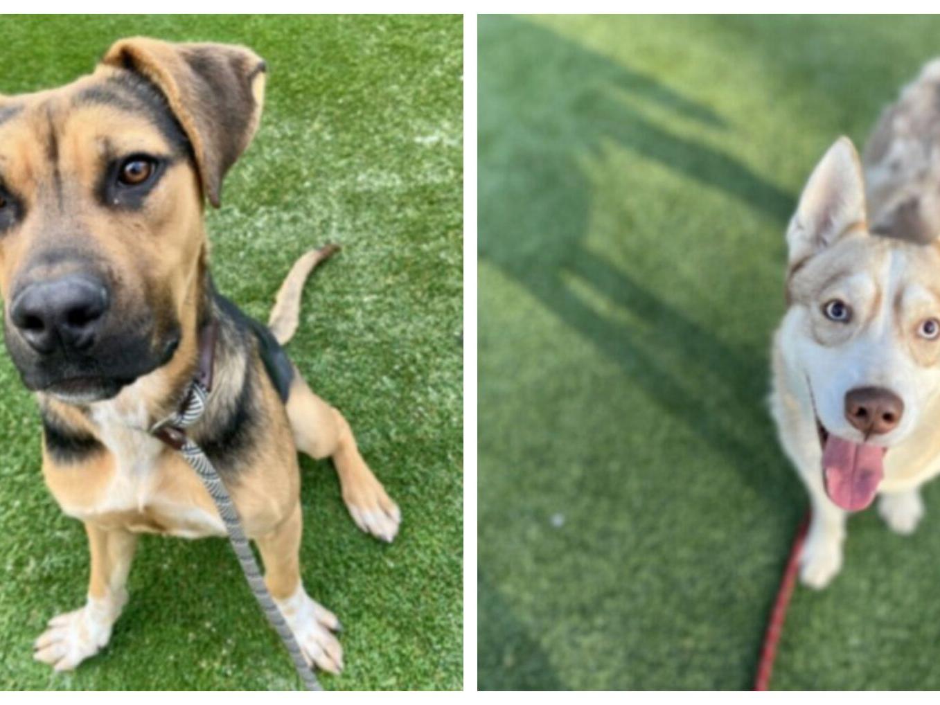 Pet adoption in Los Angeles | Pets And Wildlife | theeastsiderla.com