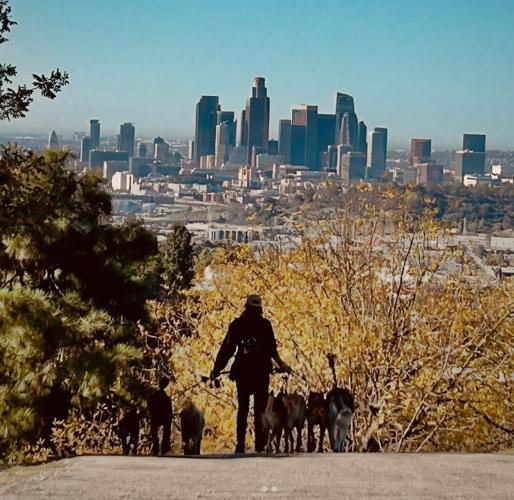 A person walks a group of dogs along a hilltop path lined with autumn trees, with the Los Angeles skyline visible in the distance under a clear blue sky.