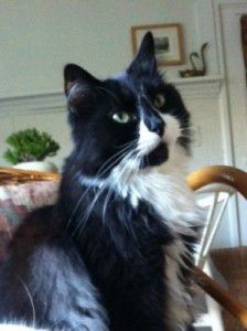 Lost In Silver Lake Tuxedo Cat Named Babylon Pets And Wildlife