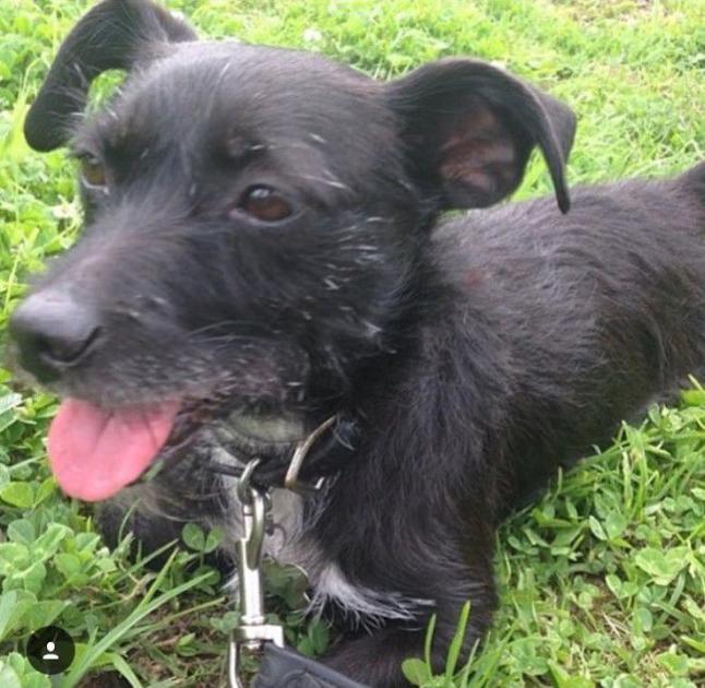 Lost in Highland Park: Small black terrier mix | Pets And Wildlife