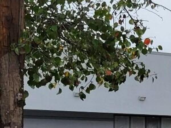 Sprouts market headed for Echo Park | Echo Park News | theeastsiderla.com