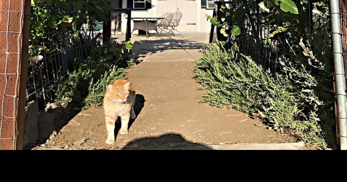Atwater Village rescue group seeks jobs for working cats Atwater