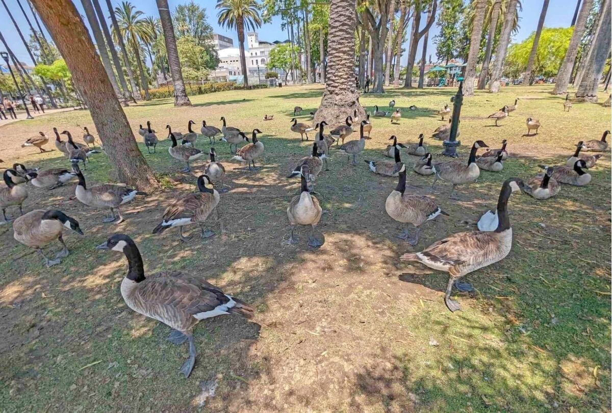 Geese take over Echo Park Lake Echo Park News theeastsiderla