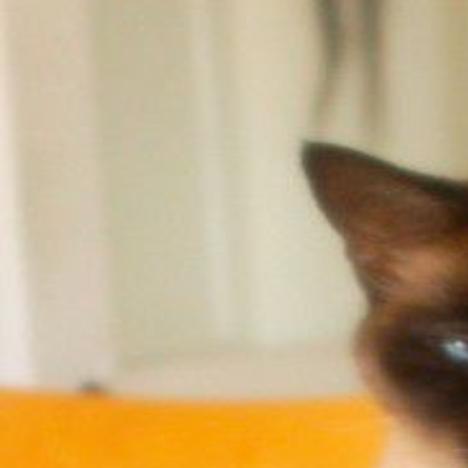 Lost In Angeleno Heights Adult Siamese Cat With Blue Eyes Pets