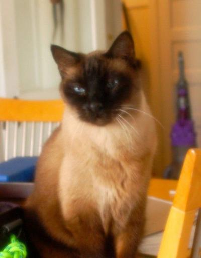 Lost In Angeleno Heights Adult Siamese Cat With Blue Eyes Pets And Wildlife Theeastsiderla Com