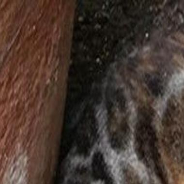Lost In Echo Park Tortoise Shell Tabby Cat Updated Pets And