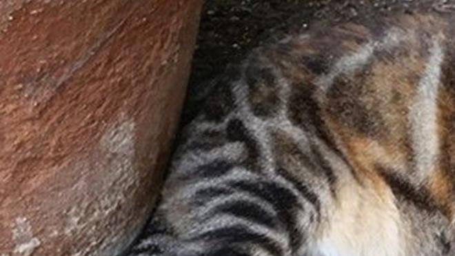Lost In Echo Park Tortoise Shell Tabby Cat Updated Pets And Wildlife Theeastsiderla Com