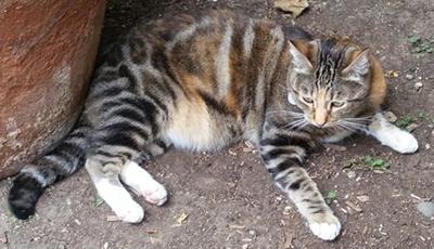 Lost In Echo Park Tortoise Shell Tabby Cat Updated Pets And