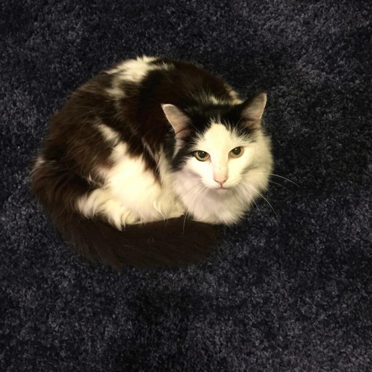 Lost In Eagle Rock Male Black White Cat Pets And Wildlife