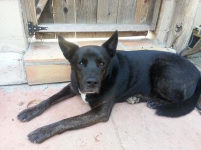 Lost In Boyle Heights Black Shepherd Mix Named Zak Pets And Wildlife Theeastsiderla Com