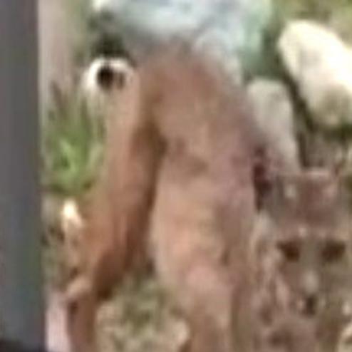 That S Not A Cat Video Captures Backyard Bobcat In Silver Lake