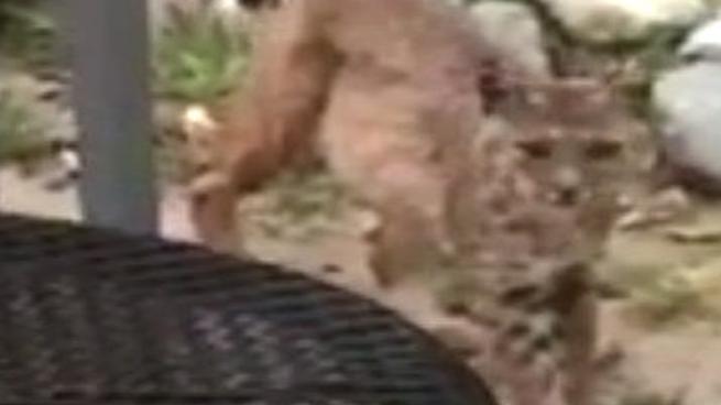 That S Not A Cat Video Captures Backyard Bobcat In Silver Lake