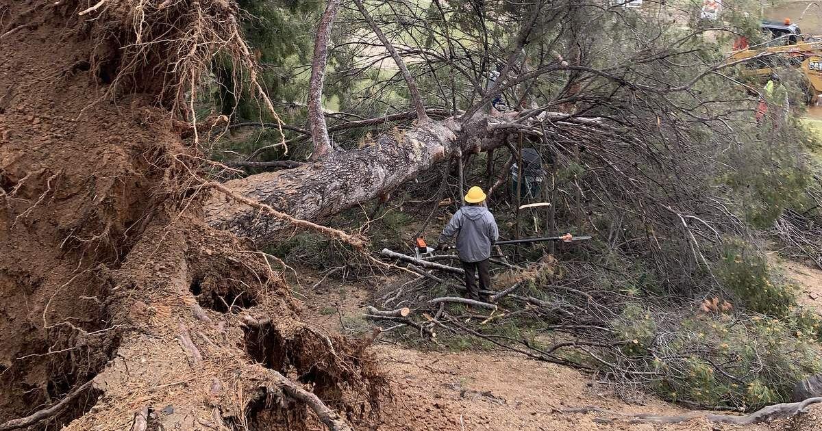LA storms topple trees and knock out power | Environment ...