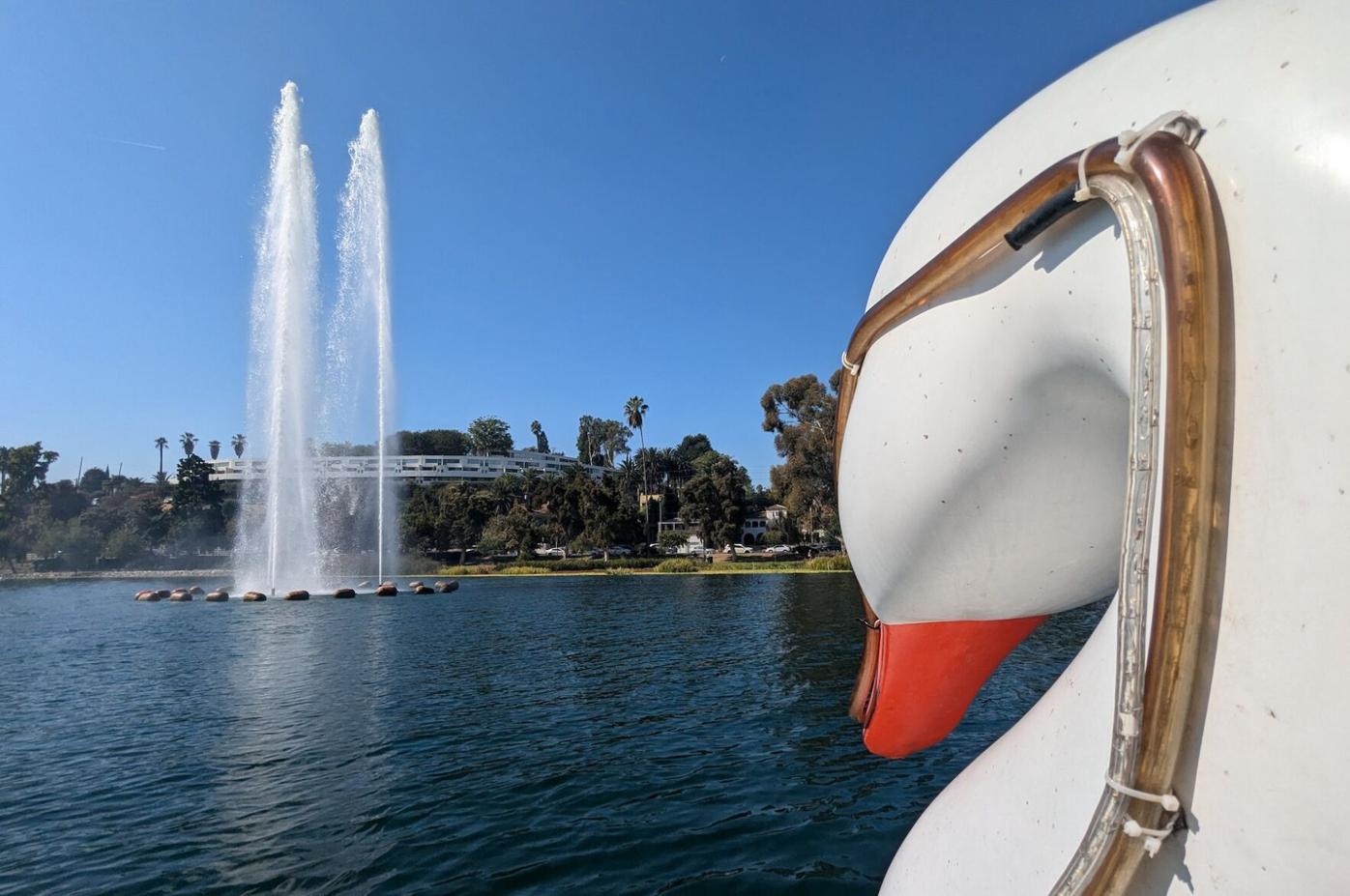 Swan Boats Glide at Echo Park: A Family and Date Night Hit | Echo Park News  | theeastsiderla.com