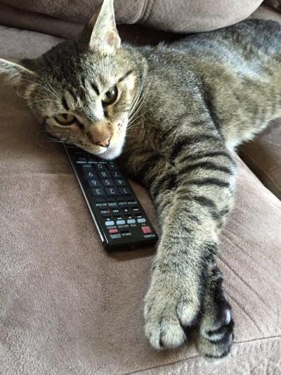 Lost In Echo Park Big Gray Black Striped Cat Updated Pets And