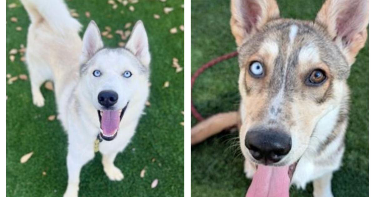 Meet Aspen and Snow: Eastsider Pets of the Week!