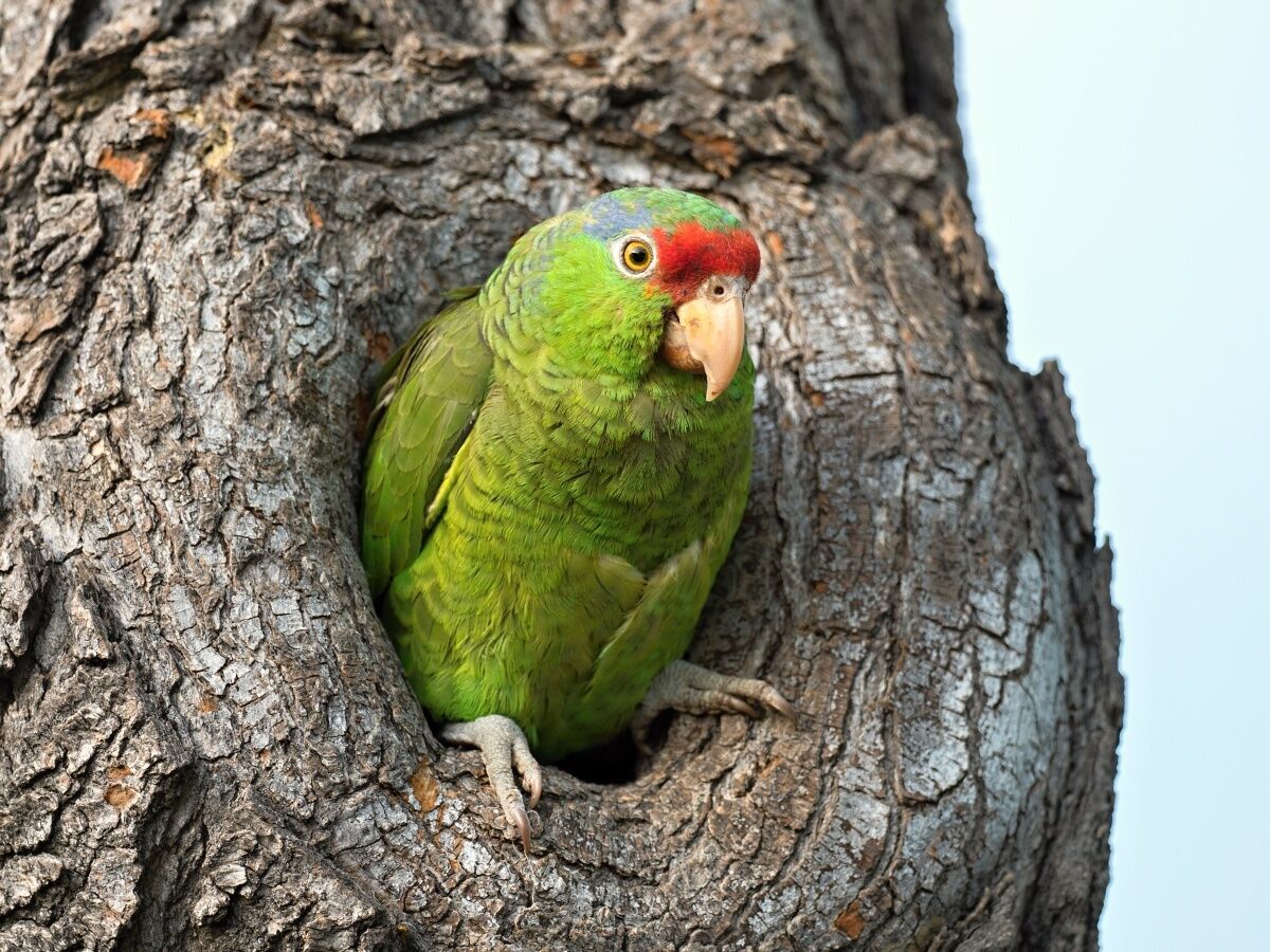 Tracking L.A. parrots | Eagle Rock News | theeastsiderla.com