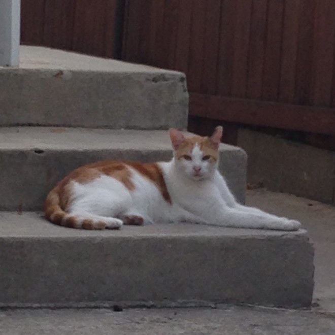 orange and white male cat