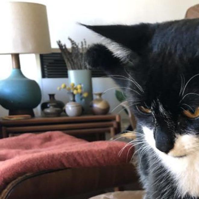 Found In Angeleno Heights Microchipped Cat Named Quinn Pets And