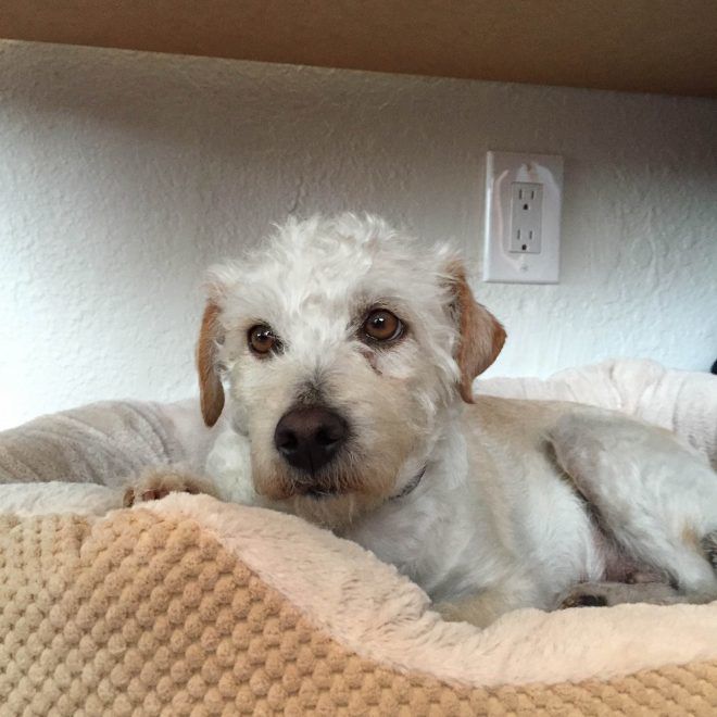 poodle and terrier mix