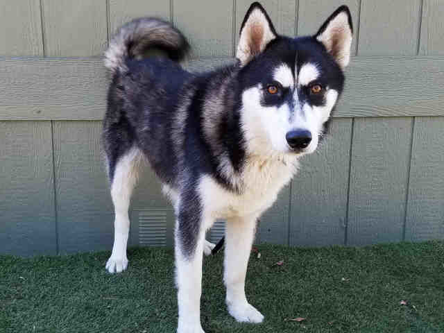 found female husky