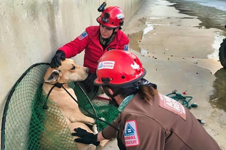 LA Animal Rescue Team: Free Service for Animals in Distress | Lincoln ...