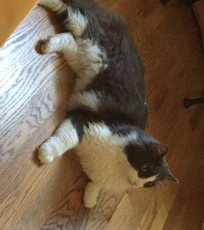 Lost In Echo Park Gray White Fluffy Cat Pets And Wildlife
