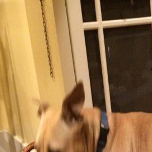 tan female pitbull mix dog