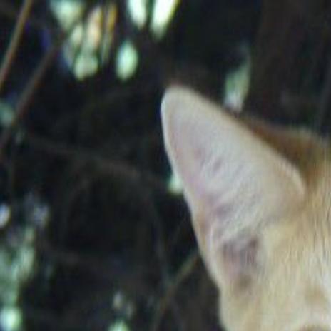 Lost In Silver Lake Orange Tabby Cat Still Lost Pets And