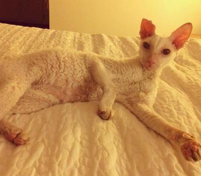 Lost In Glassell Park Cornish Rex With Bent Ear Pets And Wildlife Theeastsiderla Com