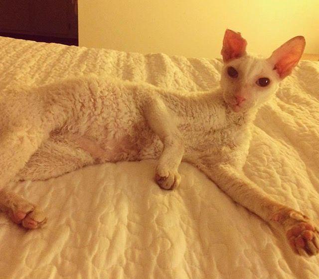 Lost In Glassell Park Cornish Rex With Bent Ear Pets And